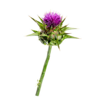Silybin Phytosome® 180mg - 90 kapslí