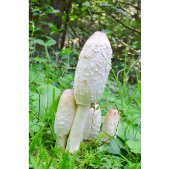 Coprinus Comatus - hnojník obecný - 90 kapslí